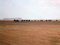 Excursion in the desert: camel trekking